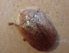 Hypocassida sp.